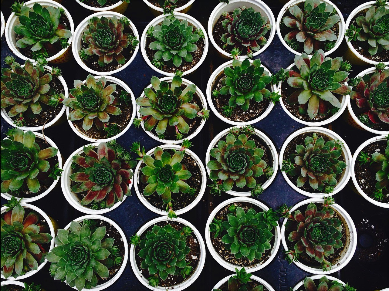 CCatalog American Plant Products and Services